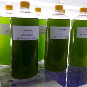 Żywy fitoplankton phytoplankton 1L