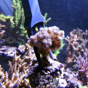 Pocillopora damicornis