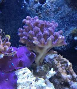 Stylophora pistillata "Milka" Szczepki