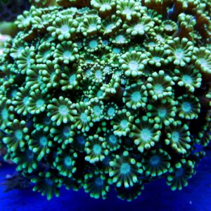 Alveopora sp Green Sunflower
