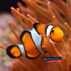 Amphiprion ocelaris Błazenek okoniowy hodowla