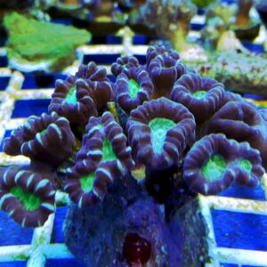 Caulastrea furcata Candy Cane Coral