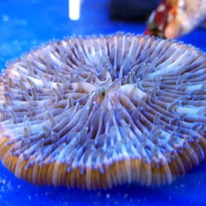 Cycloseris spp. - Pink Ring