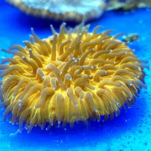 Cycloseris spp. - złota/bursztynowa