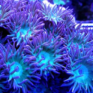 Duncanopsammia axifuga Dunka Polip