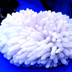 Heliofungia actiniformis biała