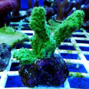 Hydnophora exesa Green Fluo Australia