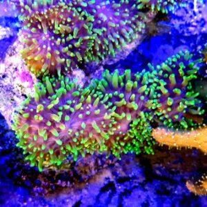 Rhodactis indosinensis Mushroom L super green