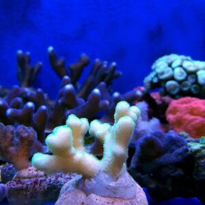 Stylophora pistillata Green polip Australia 