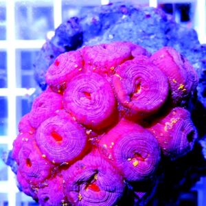 Tubastrea faulkneri Pink