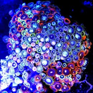Skałka Zoanthus sp super multicolor L
