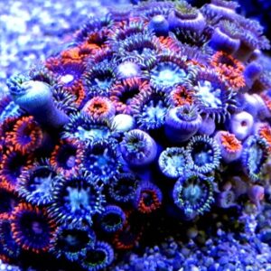 Skałka Zoanthus sp multicolor M