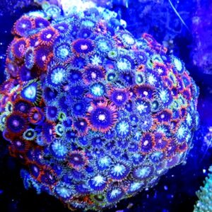 Skałka Zoanthus sp super multicolor L