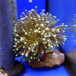 Euphyllia glabrescens złota