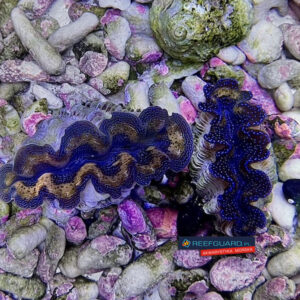 Małża Tridacna Crocea