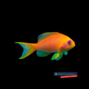 Pseudanthias squamipinnis Papużak łuskopłetwy