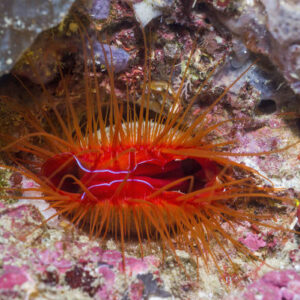 Ctenoides Ales Disco Clam