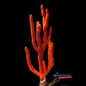 Gąbka morska Red Tree Sponge Ptilocaulis sp.