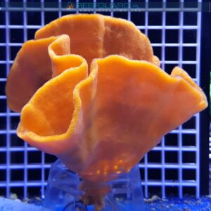 Gąbka morska ORANGE Cinachyra Alcladia sponge