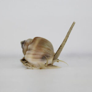 Nassarius Snail Mud Slimak