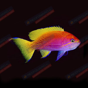 Pseudanthias Bimaculatus -Bimaculatus Anthias Rzadkość