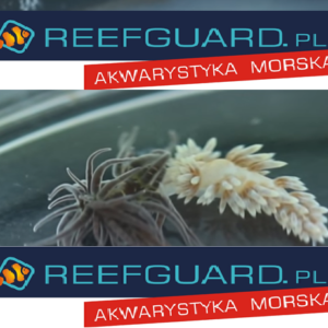 Ślimak Berghia verrucicornis na Aiptasia