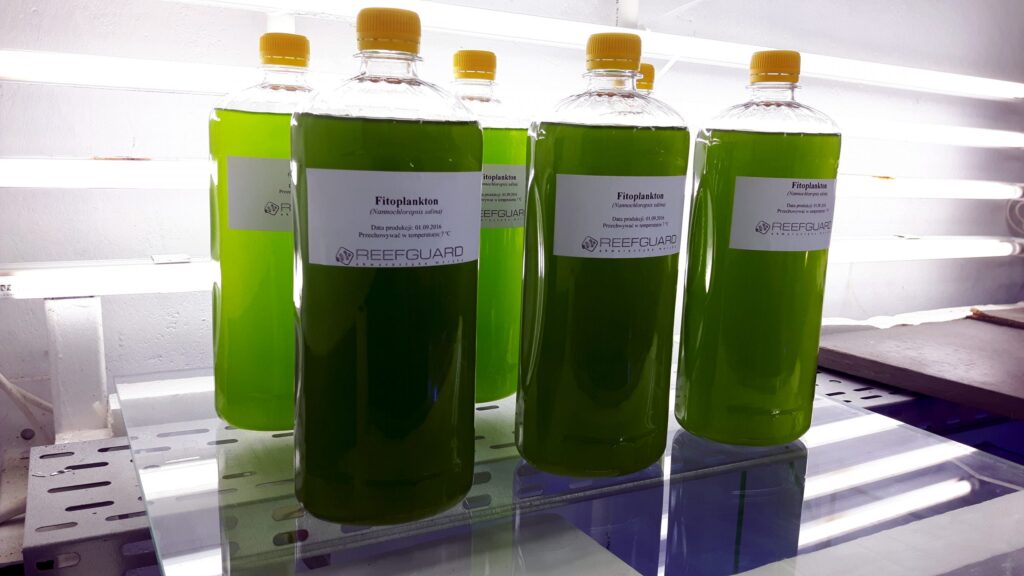 Żywy fitoplankton phytoplankton 1L