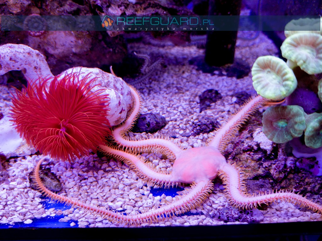 Wężowidło Ophiarachna incrassata PINK szczecin