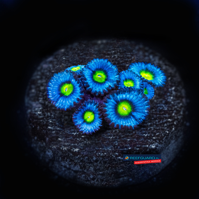AOI Zoanthus zoa 3 polipy
