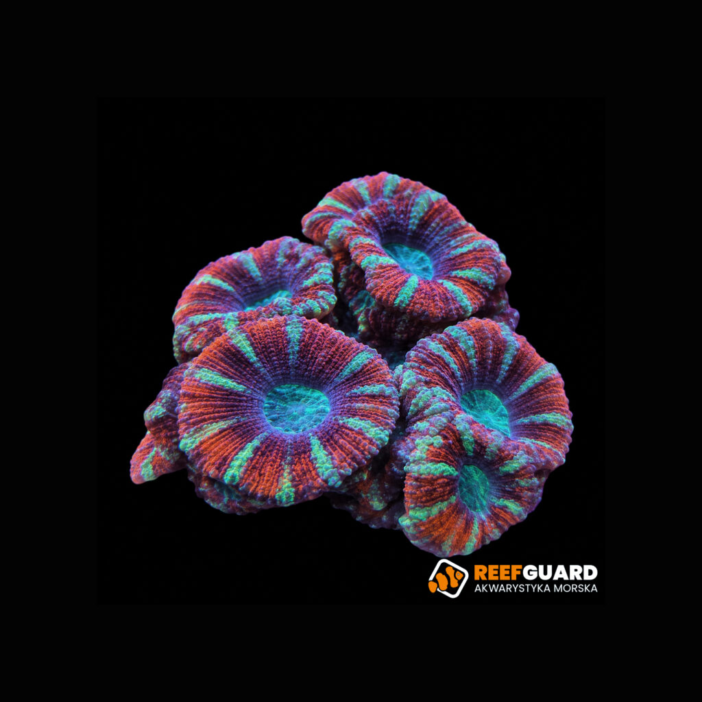 Micromussa lordhowensis frag