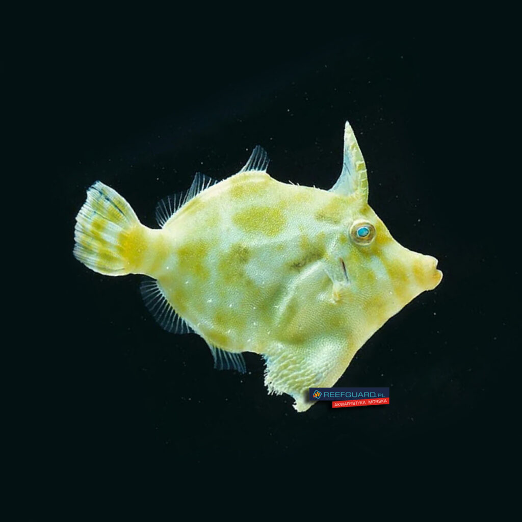 Acreichthys tomentosus Brzydal