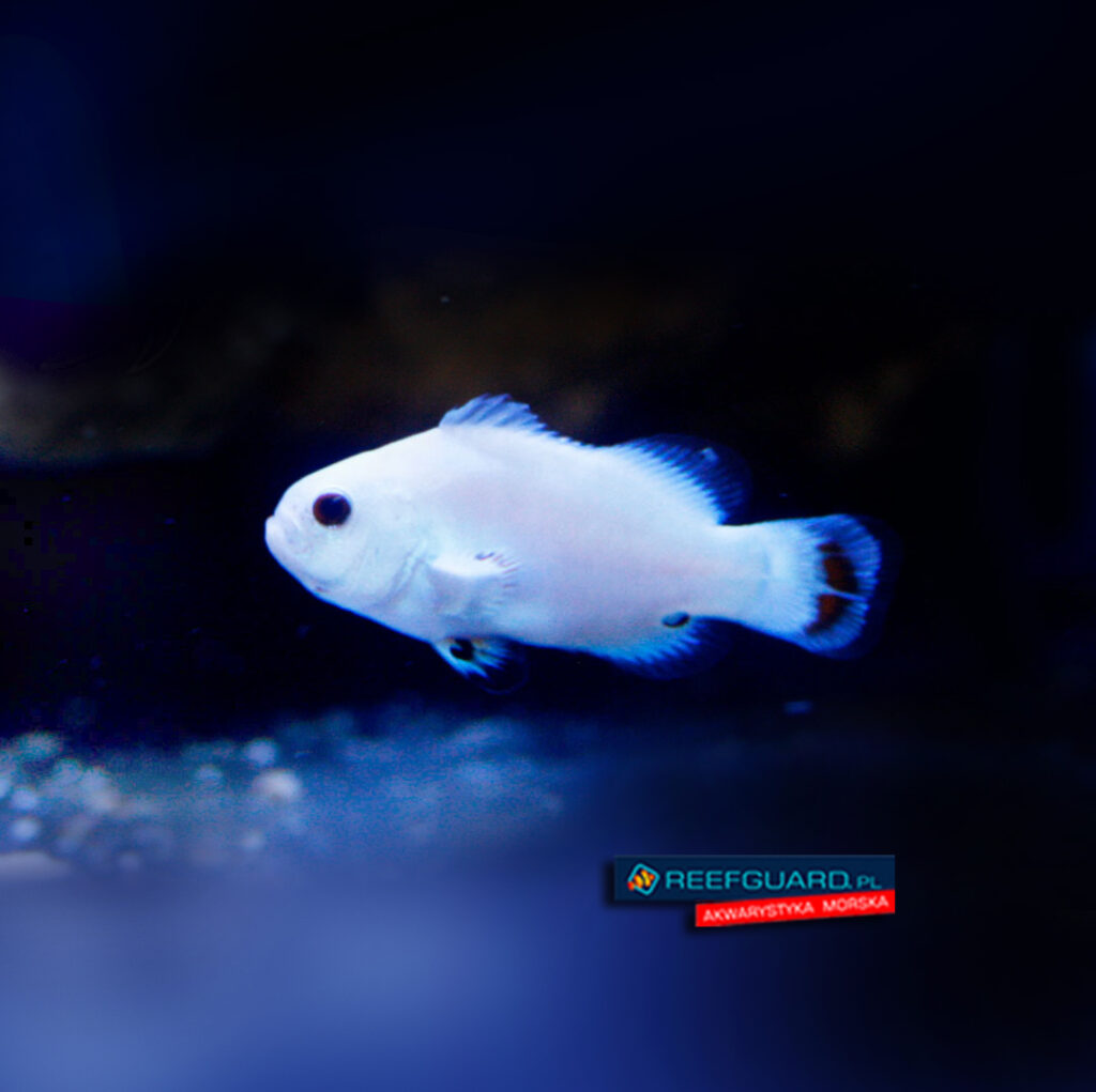 Amphiprion Ocellaris Snow Storm Błazenek hodowlany Tank Bred