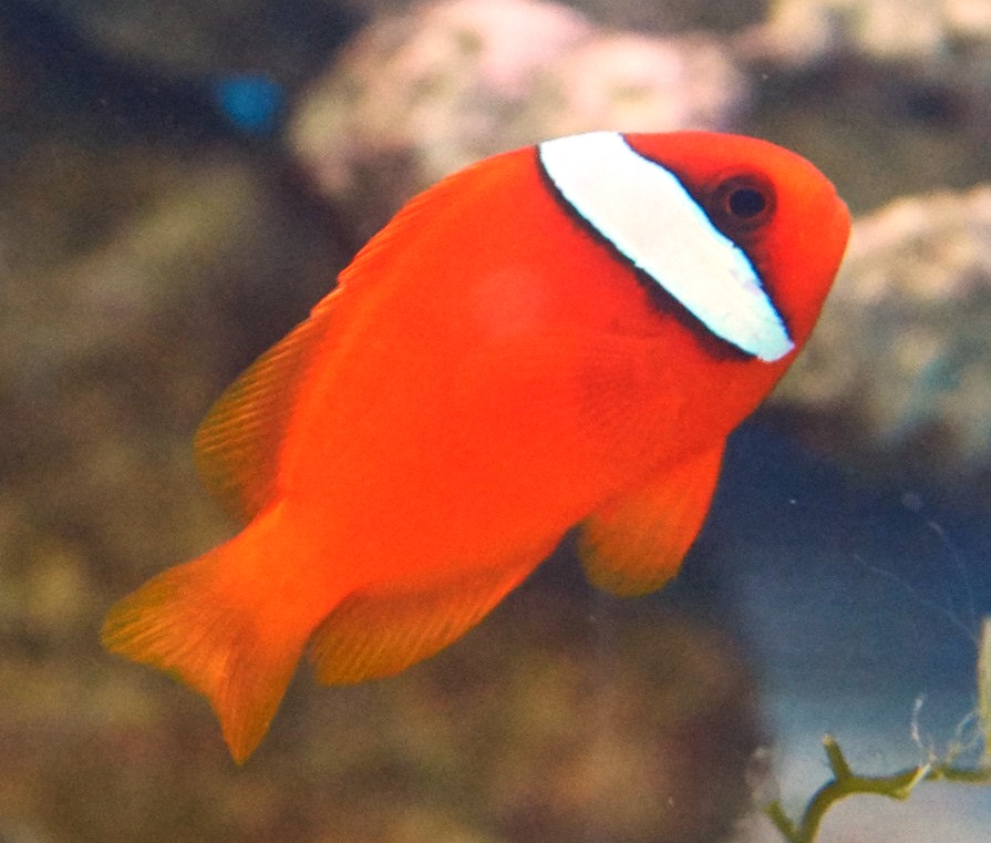 Amphiprion frenatus błazenek pomidorowy