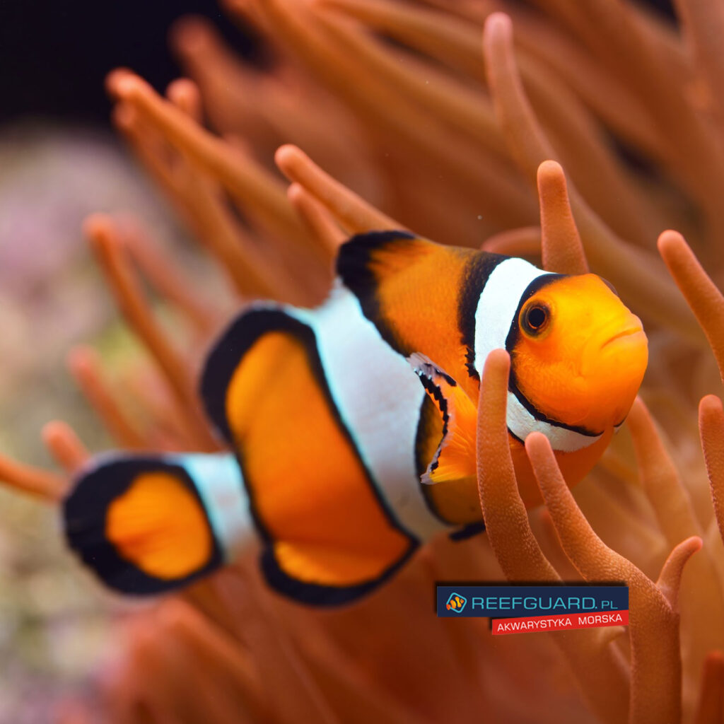 Amphiprion ocelaris Błazenek okoniowy hodowla