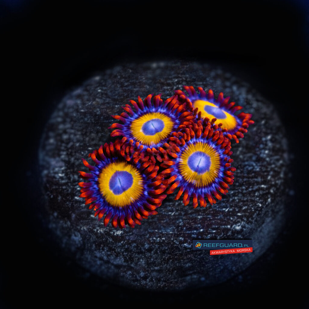 BEBB Zoa Zoanthus 3 polipy