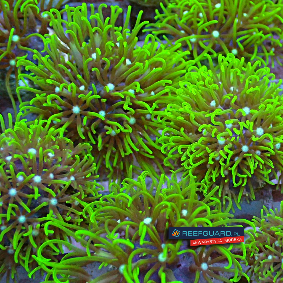 Briareum Violaceum Fluo