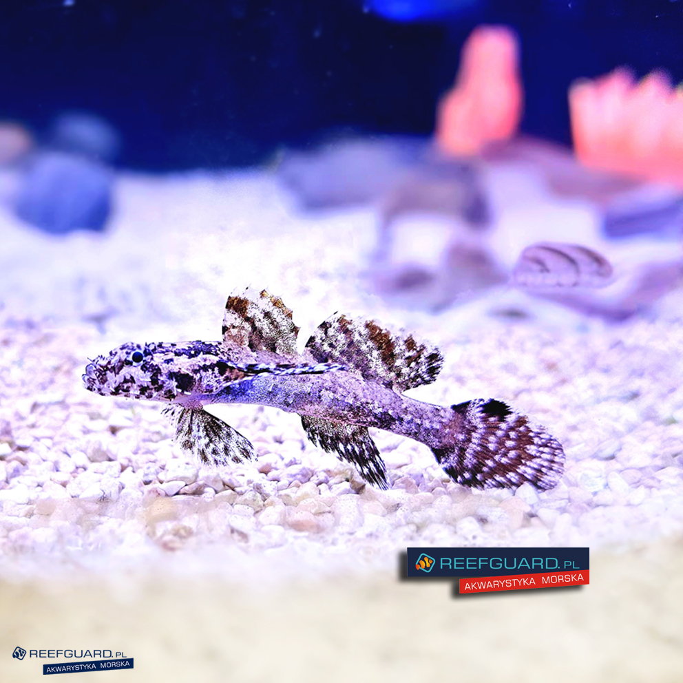Callogobius hasseltii Goby babka wiosłopłetwa