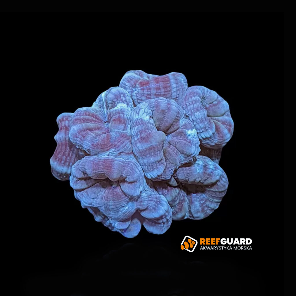 Caulastrea Blue 3 polipy