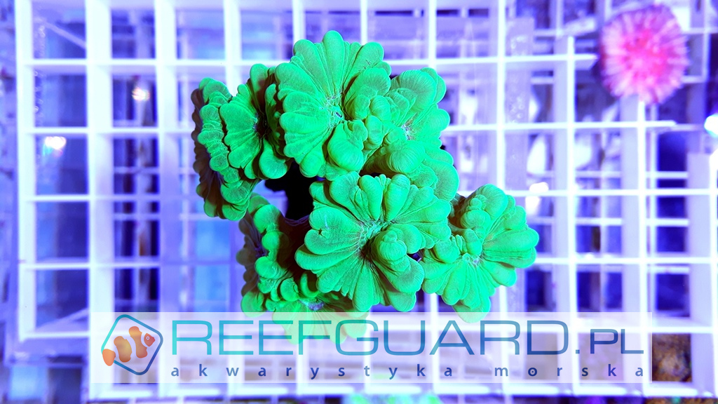 Caulastrea green fluo 3 polipy