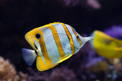 Chelmon rostratus Pensetnik dwuoki