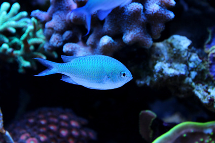 Chromis viridis Garbik zielony