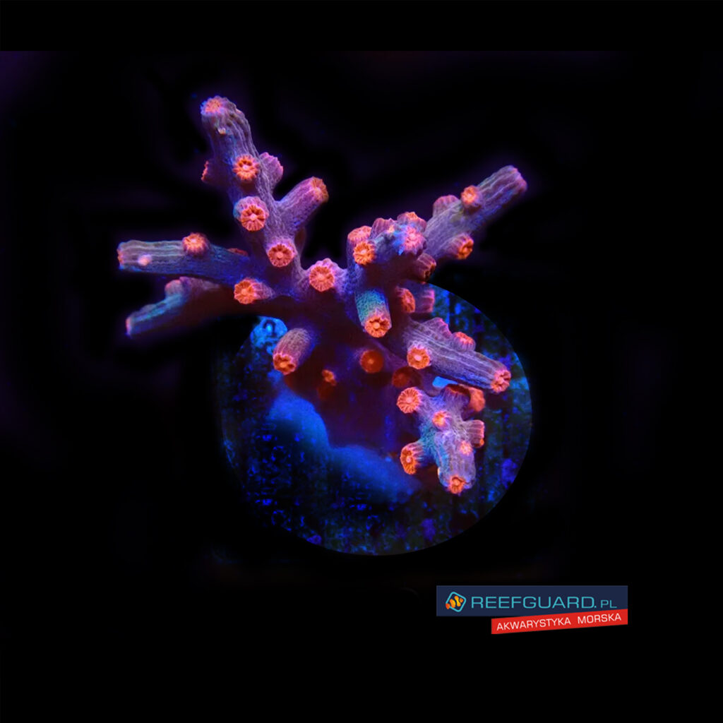 Cyphastrea Decadia Red