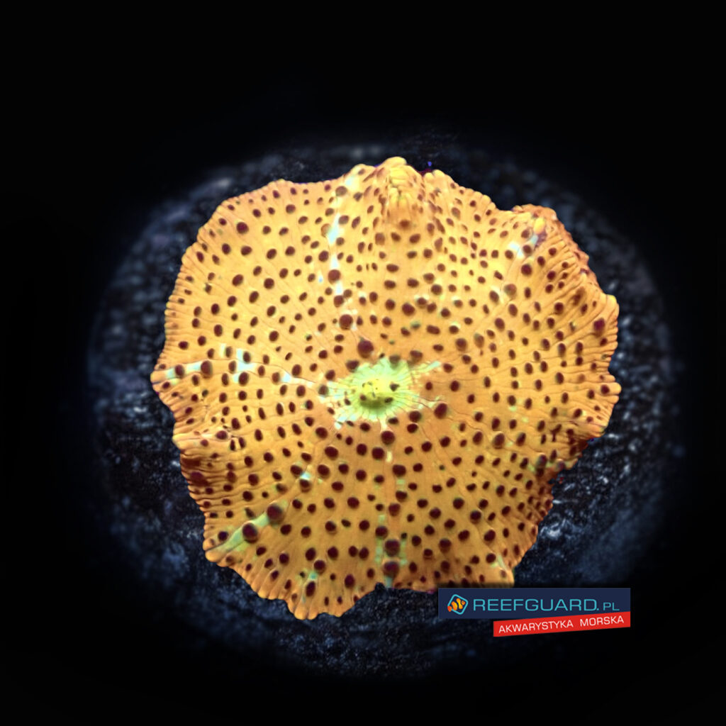 Discosoma Ultra Golden skitlle