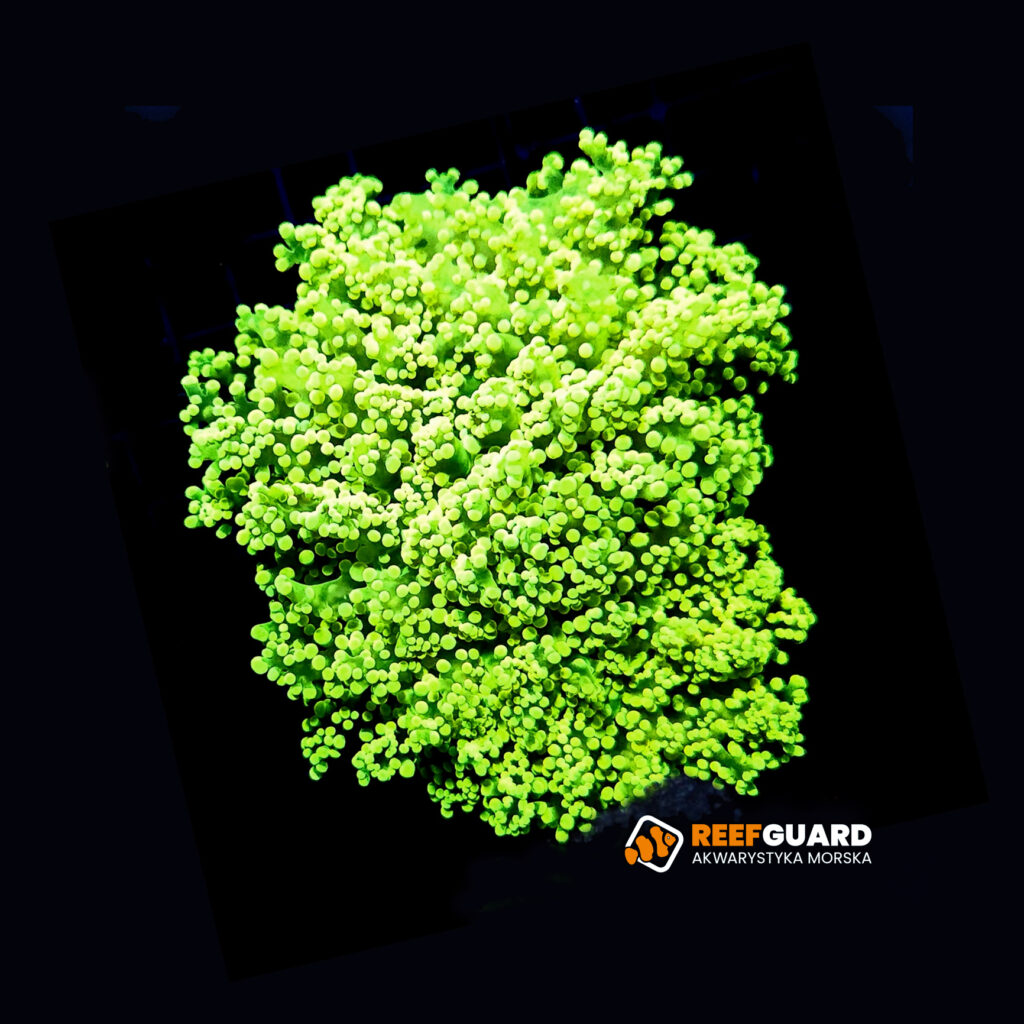 Euphyllia Divisa Ultra Yellow Tip