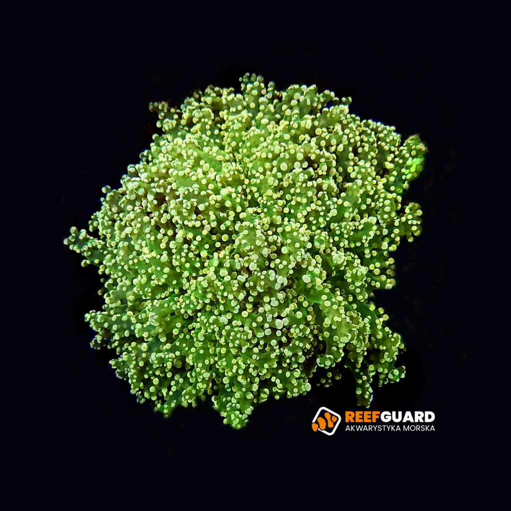Euphyllia Divisa Yellow Green Tip