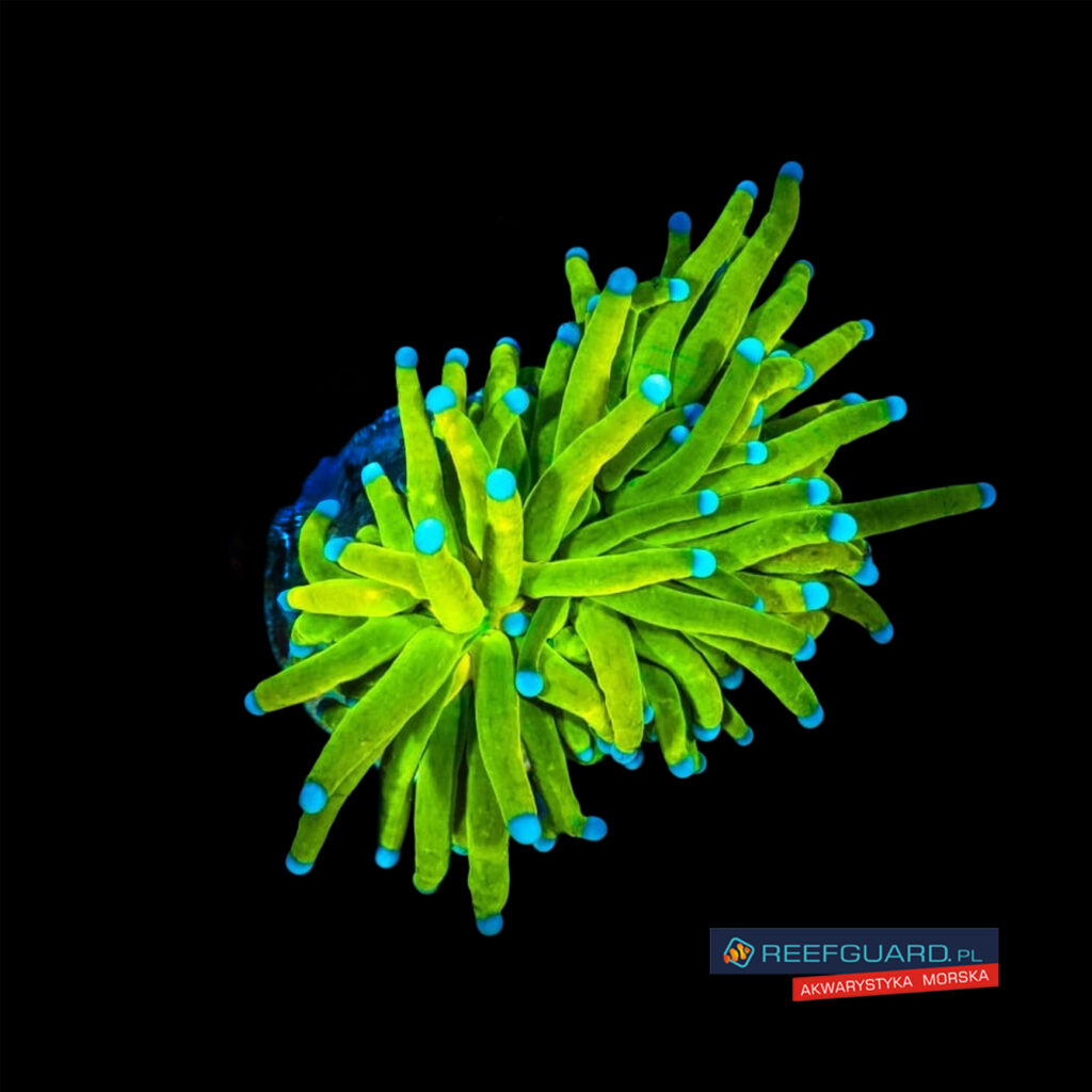 Euphyllia Glabrescens Holy Grail