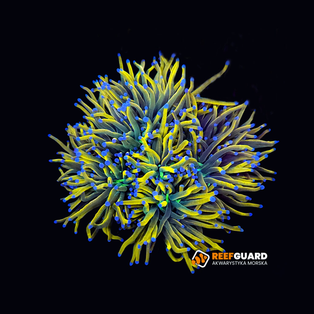 Euphyllia Glabrescens rapunzel ONE HEAD