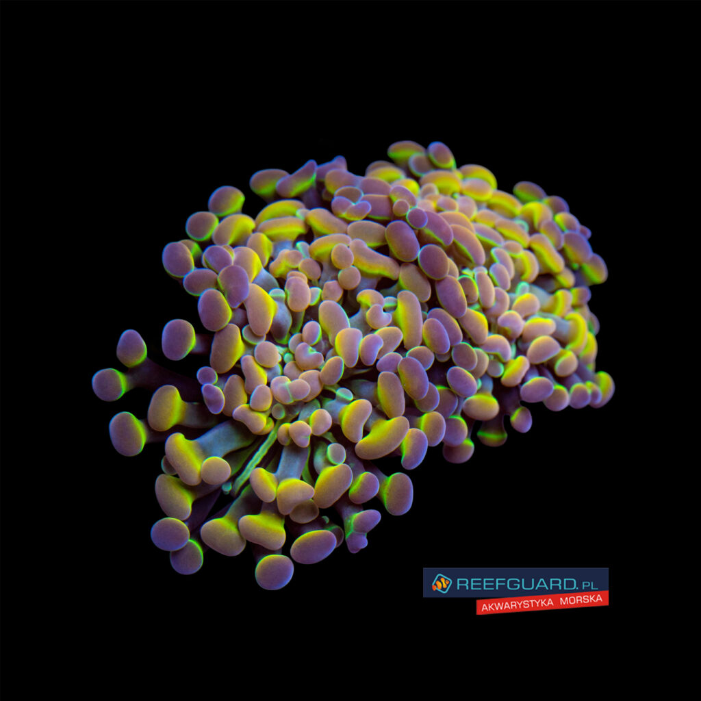 Euphyllia Paraancora Hologram