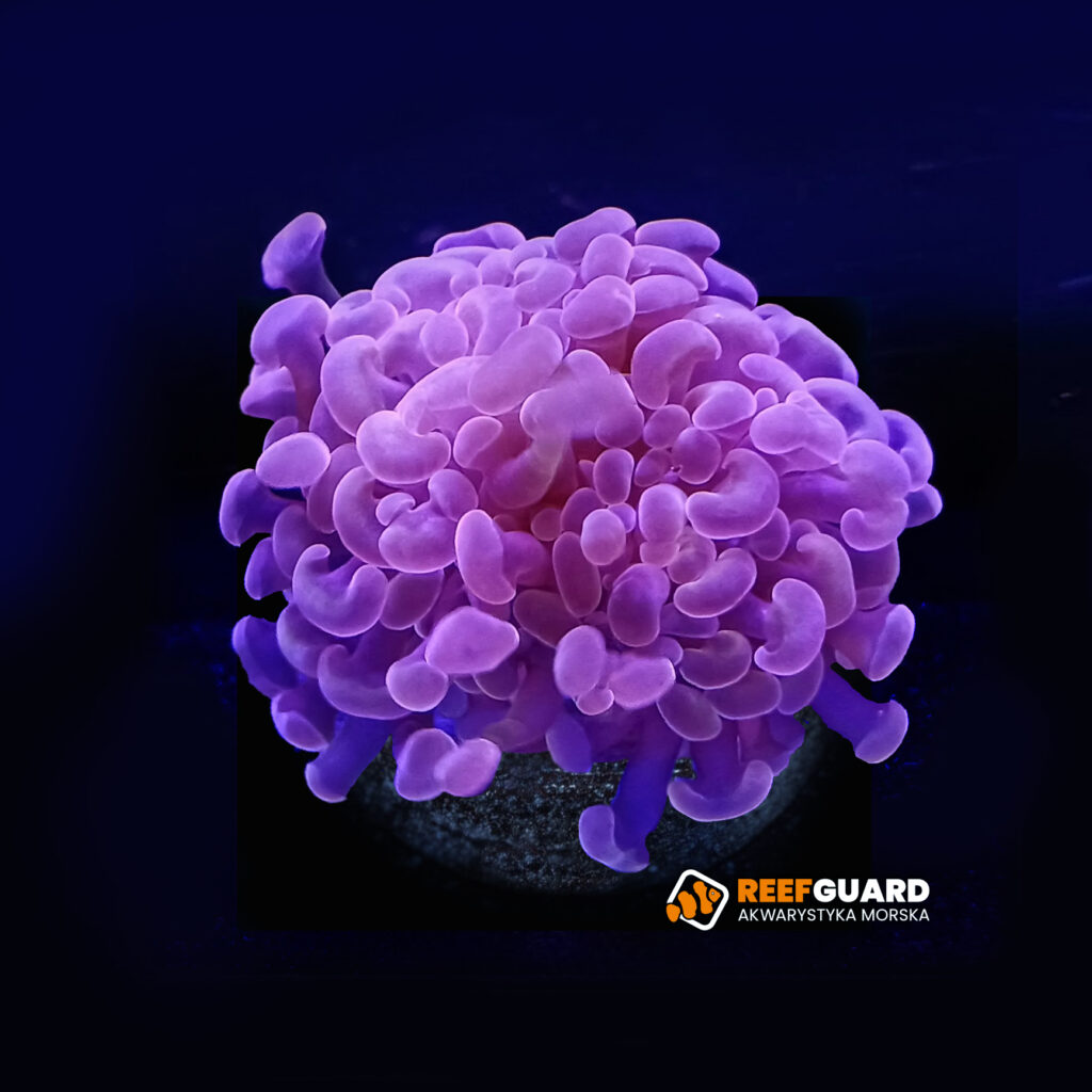 Euphyllia Paraancora Violet Fioletowa