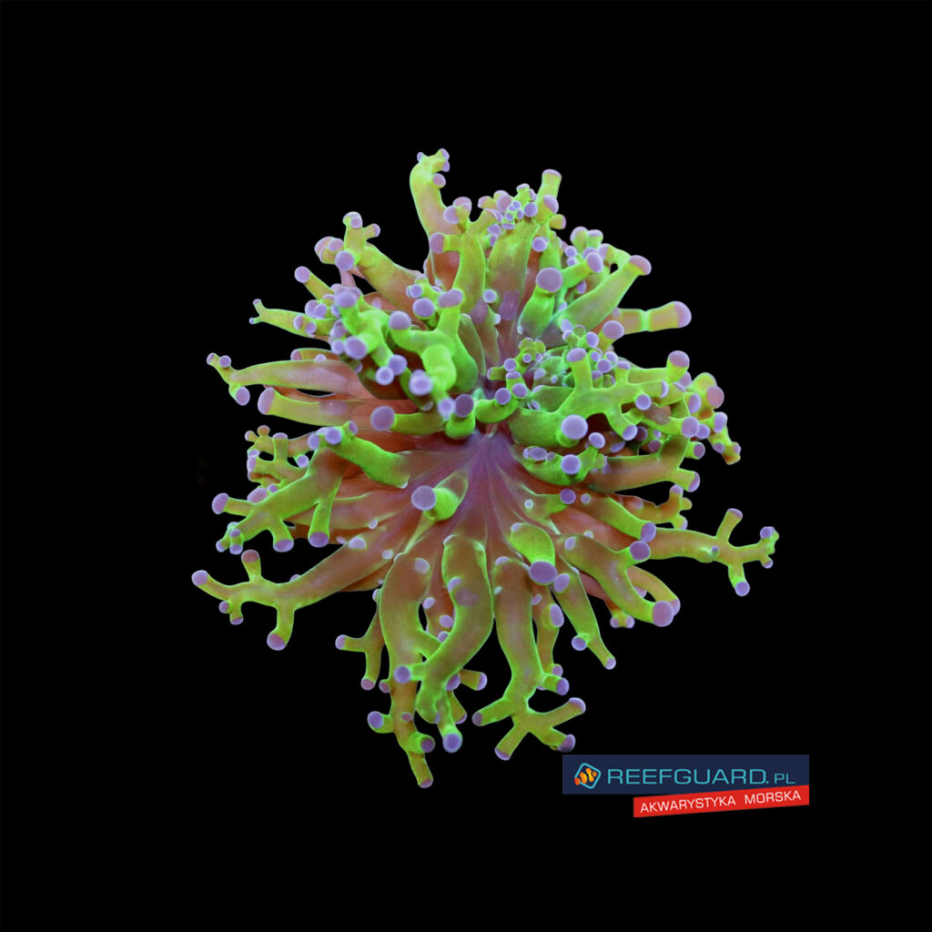 Euphyllia Paradivisa